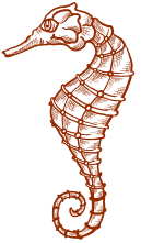 Aegean Seahorse